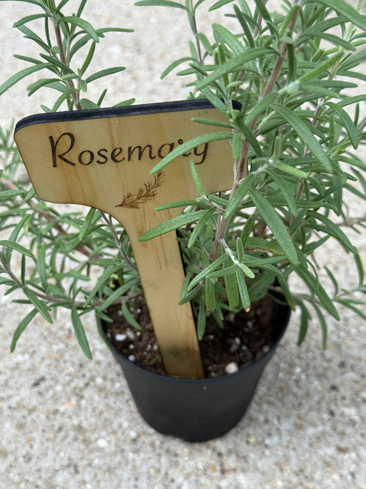 Herb Mini Signs